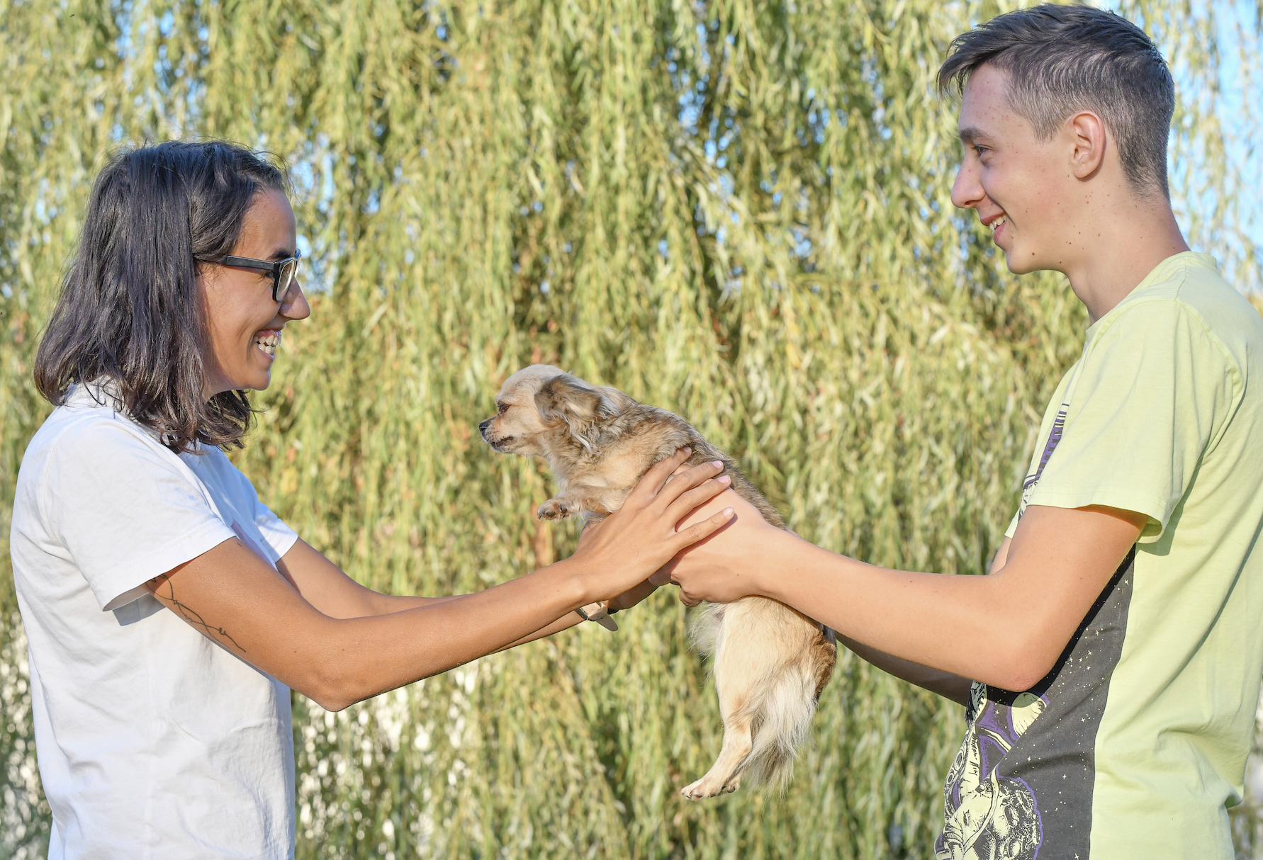 Chihuahua A pelo Lungo - cucciolo - allevamento - provincia di Varese - Angera - Lombardia