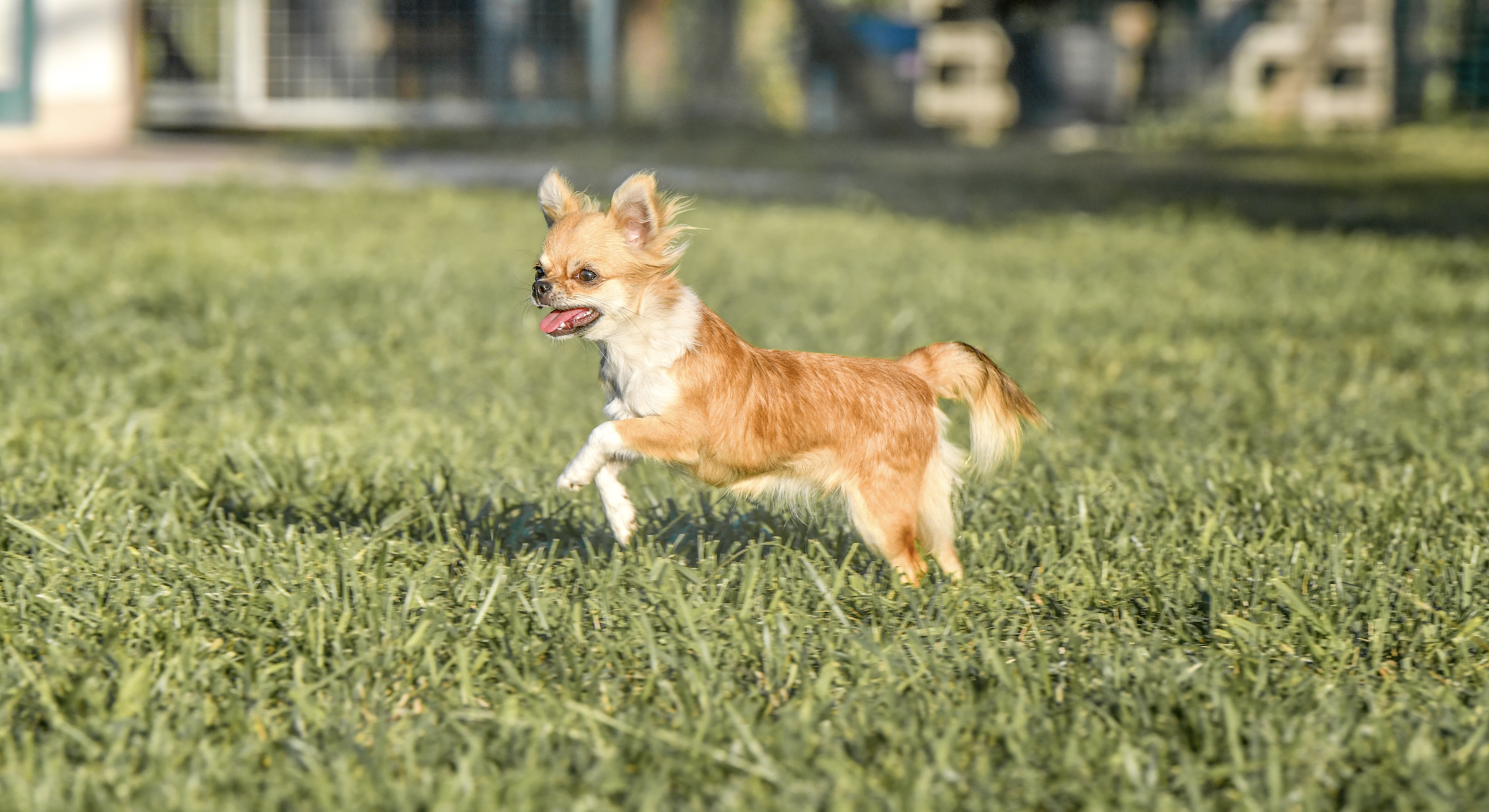 Chihuahua A pelo Lungo - cucciolo - allevamento - provincia di Varese - Angera - Lombardia
