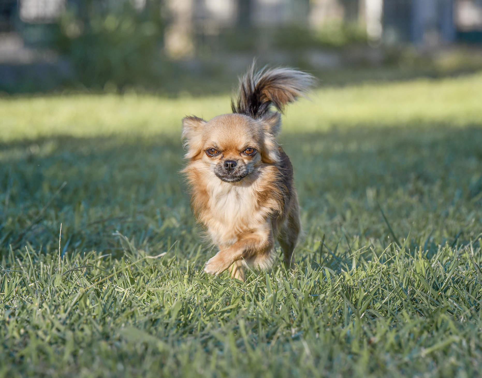 Chihuahua A pelo Lungo - cucciolo - allevamento - provincia di Varese - Angera - Lombardia