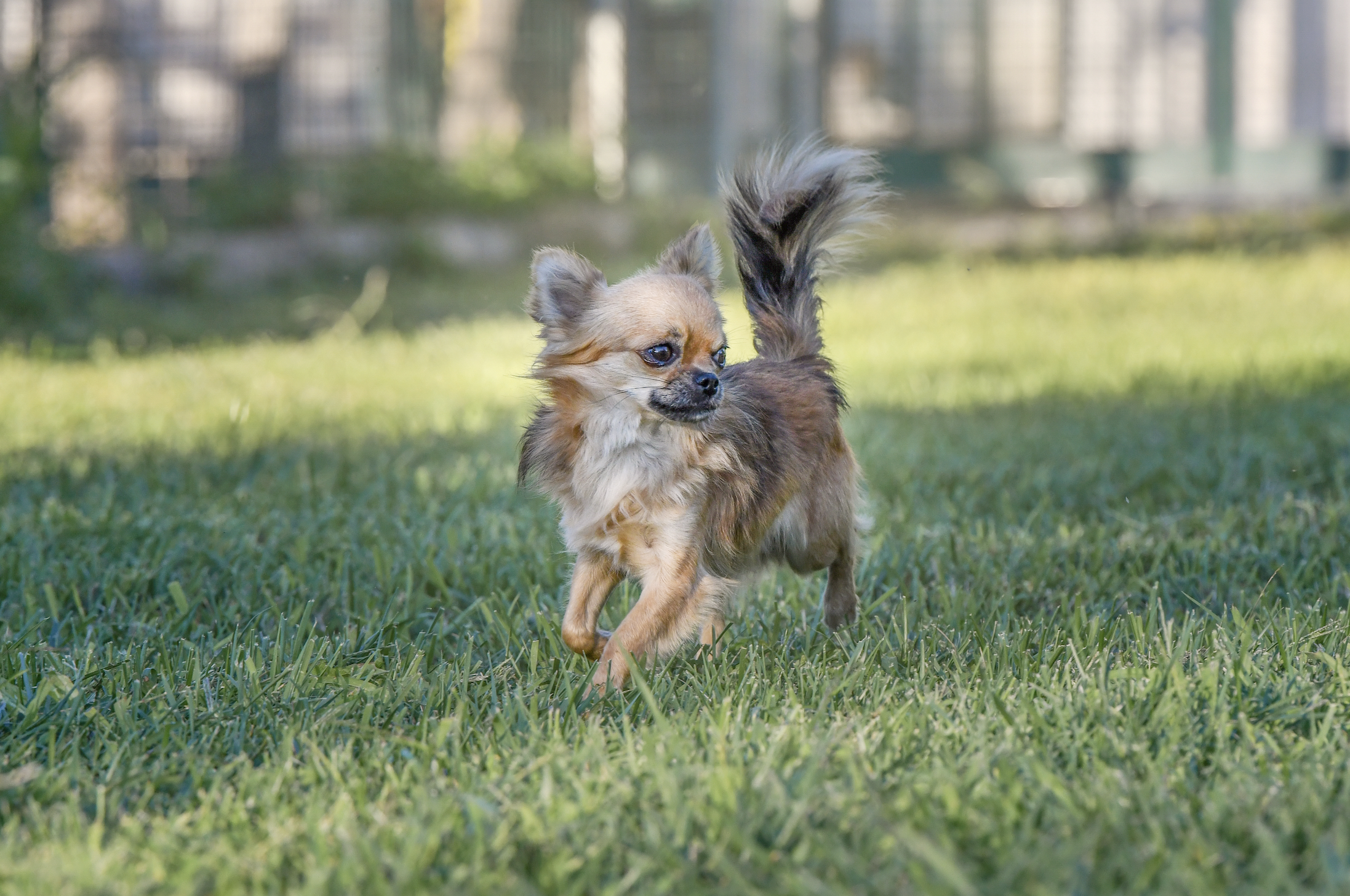 Chihuahua A pelo Lungo - cucciolo - allevamento - provincia di Varese - Angera - Lombardia